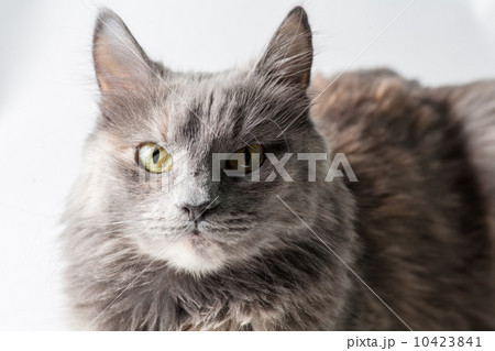 Very serious gray cat looking at camera 10423841
