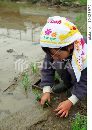 子供の田植え風景 子供の田植え風景 10423979