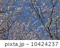 桜の空 10424237