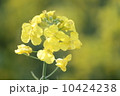 なんの花 10424238
