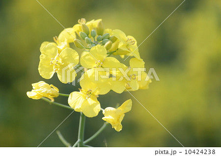 なんの花 なんの花 10424238