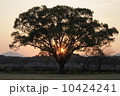 夕や木 10424241