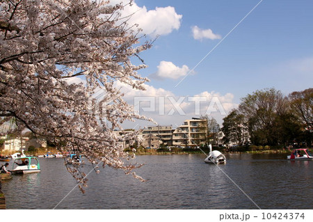 桜 池 公園 桜 池 公園 10424374