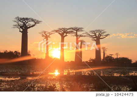 バオバブに沈む日 10424475