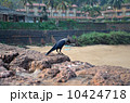 Fort Aguada, Goa, India 10424718