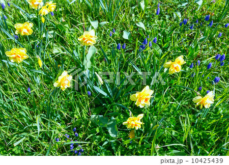 Yellow narcissus (spring background) 10425439