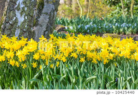 Yellow daffodils Yellow daffodils 10425440