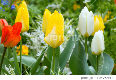 Beautiful varicolored tulips. Nature background. 10425441