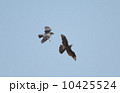 オオタカ 10425524