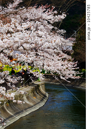 桜 10425785