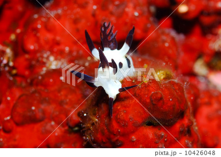 ウミウシ ウミウシ 10426048