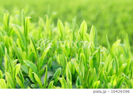 新茶の季節(静岡の茶畑) 新茶の季節(静岡の茶畑) 10426396