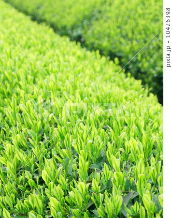 新茶の季節(静岡の茶畑) 新茶の季節(静岡の茶畑) 10426398
