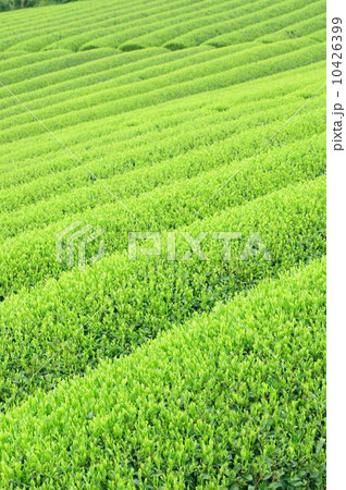 新茶の季節(静岡の茶畑) 新茶の季節(静岡の茶畑) 10426399