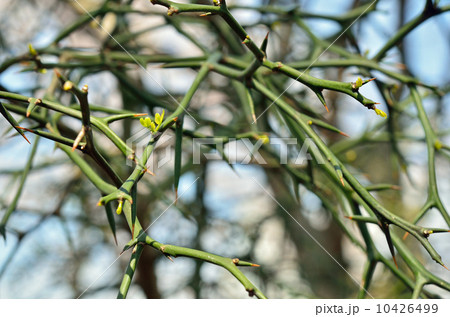 樹木・カラタチ　ミカン科 10426499