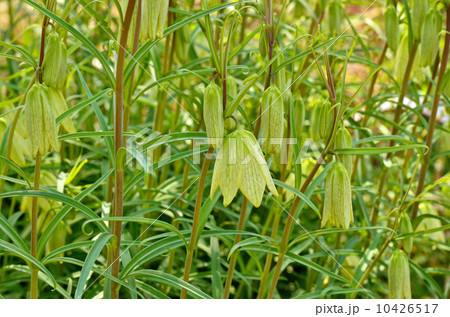 植物・バイモ　ユリ科 10426517
