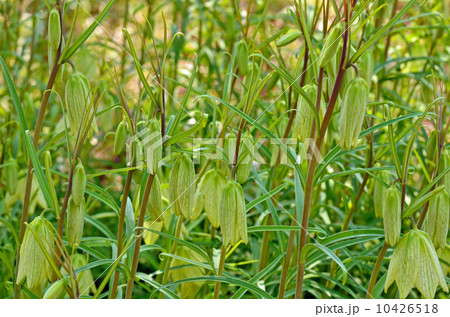 植物・バイモ　ユリ科 10426518
