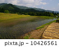 田植えの季節（初夏を迎えた田舎の風景） 10426561