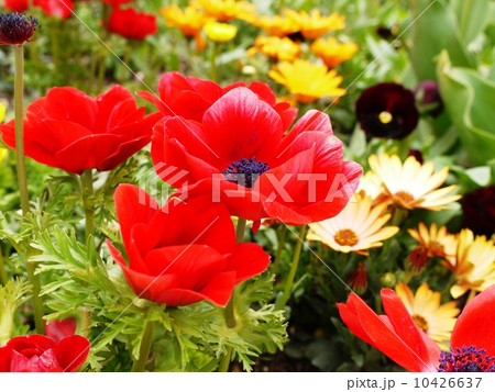 アネモネ 10426637