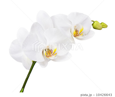 Three day old orchid isolated on white background. Three day old orchid isolated on white background. 10426643