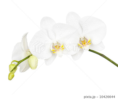 Three day old orchid isolated on white background. Three day old orchid isolated on white background. 10426644