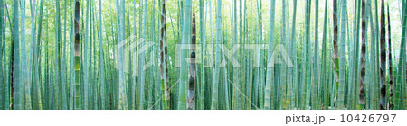 若い竹の竹林　 10426797