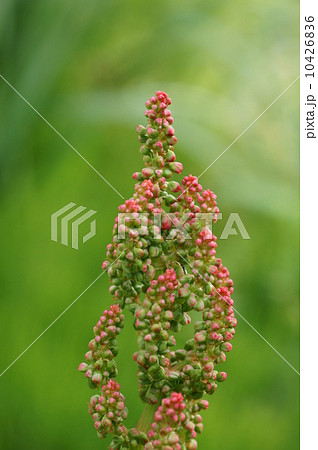 スイバの蕾 10426836