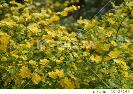 やまぶき やまぶき 10427147