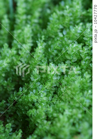 小壺苔　コツボゴケと申します。　緑の絨毯になります。 10427770