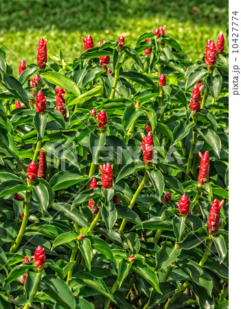 Crape Ginger Flower, Cheilocostus speciosus Crape Ginger Flower, Cheilocostus speciosus 10427774