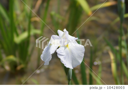 花菖蒲 江戸系 遊君 (ユウクン) 花菖蒲 江戸系 遊君 (ユウクン) 10428003