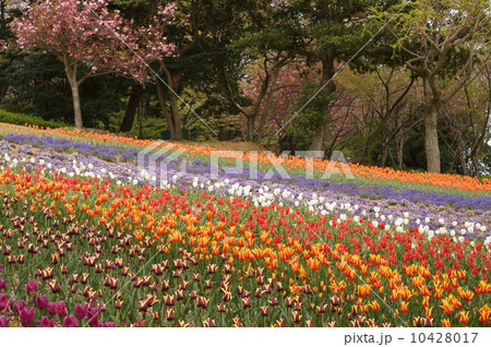 チューリップ園 10428017