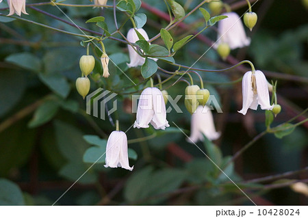 クレマチス 名前はカイウ。 クレマチス 名前はカイウ。 10428024