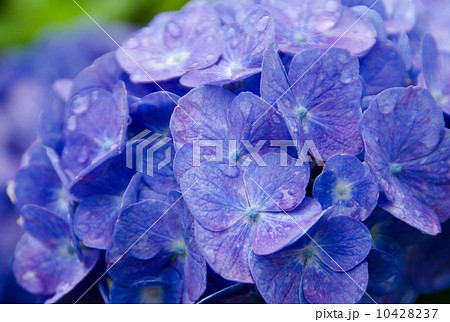 紫陽花 紫陽花 10428237