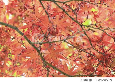 春もみじ 10428519