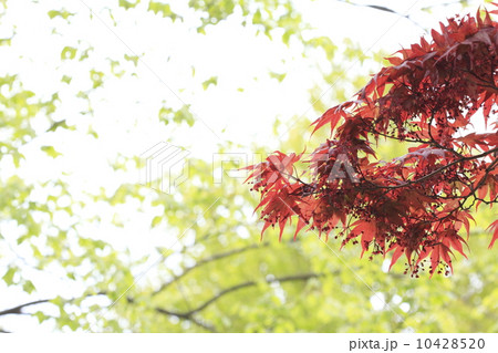 春もみじ 10428520