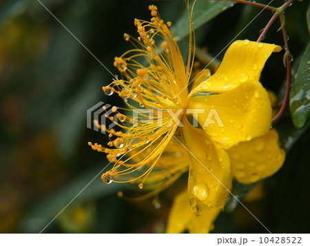 ビョウヤナギ 10428522