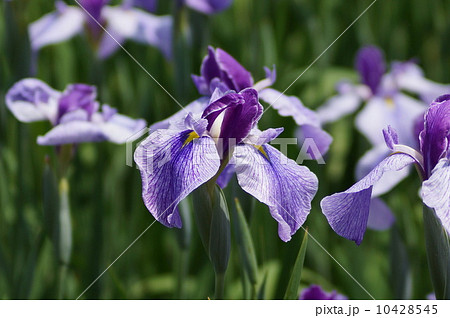 花菖蒲 長井系 紬娘 (ツムギムスメ) 花菖蒲 長井系 紬娘 (ツムギムスメ) 10428545