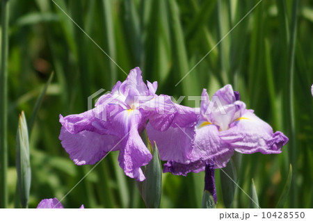 花菖蒲　肥後系　不知火　（シラヌイ） 10428550