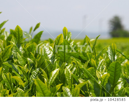 茶葉の新芽 茶葉の新芽 10428585