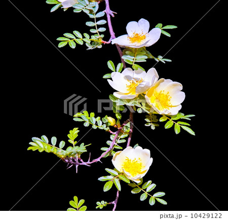 Spring flowers on black background 10429122