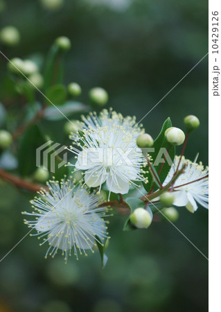 銀梅花ギンバイカ　別名マートルと呼ばれています。 10429126