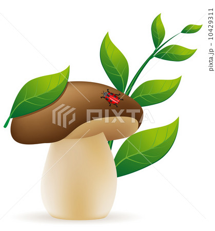 mushroom cep vector illustration mushroom cep vector illustration 10429311