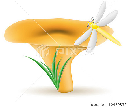 mushroom chanterelle vector illustration 10429332