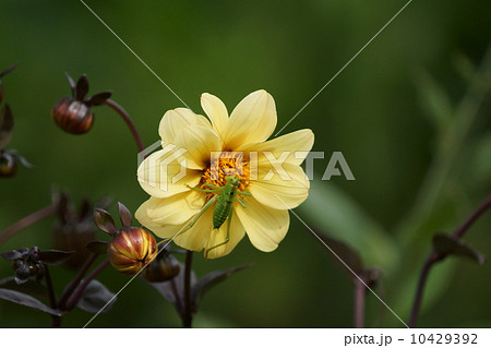 藪螽斯　ヤブキリの幼虫とダリア「ミッドナイトムーン」 10429392