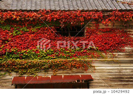 蔦紅葉 10429492