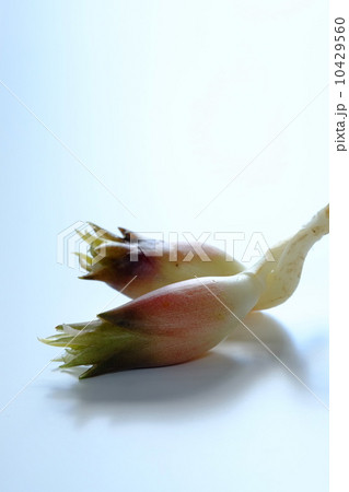 ミョウガ ミョウガ 10429560