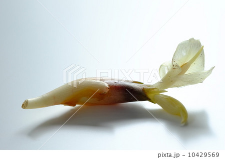 ミョウガ ミョウガ 10429569