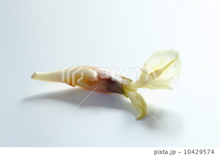 ミョウガ ミョウガ 10429574