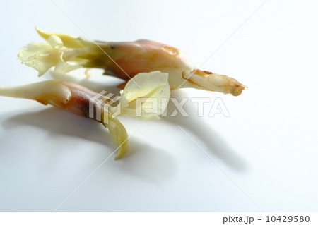 ミョウガ ミョウガ 10429580